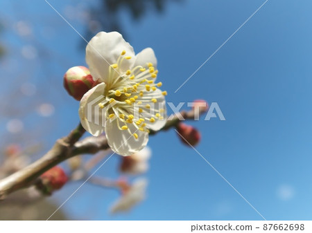 梅花 梅花 87662698