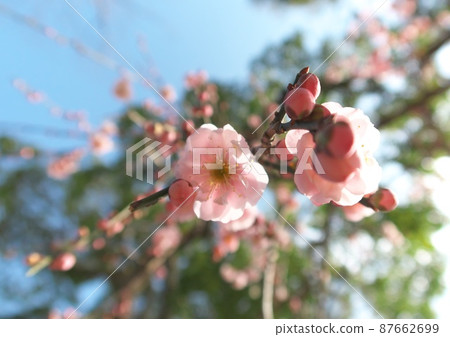 梅花 梅花 87662699