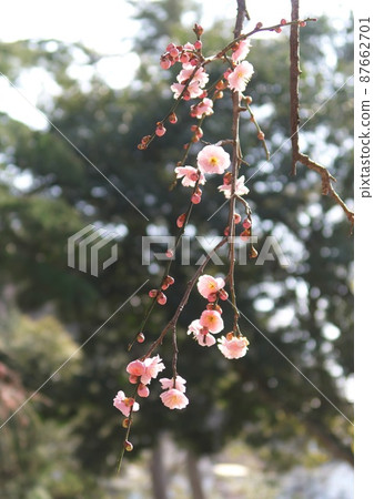 梅花 梅花 87662701