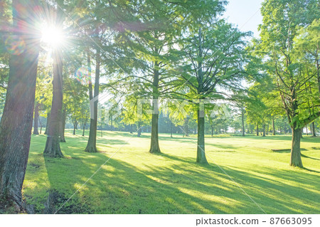 Forest campsite, a moment of sunbeams (Hiruzen Plateau) 87663095