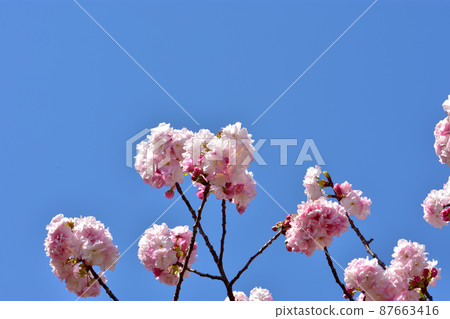 Ofuna Flower Yae Sakura 87663416