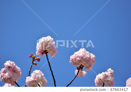 Ofuna Flower Yae Sakura 87663417