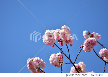 Ofuna Flower Yae Sakura 87663419