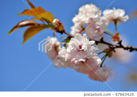 Ofuna Flower Yae Sakura 87663420