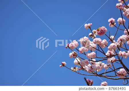 Ofuna Flower Yae Sakura 87663491