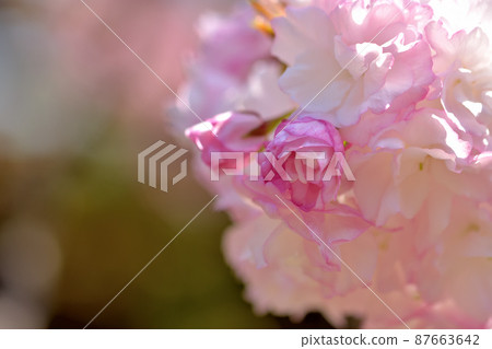 Ofuna Flower Yae Sakura 87663642