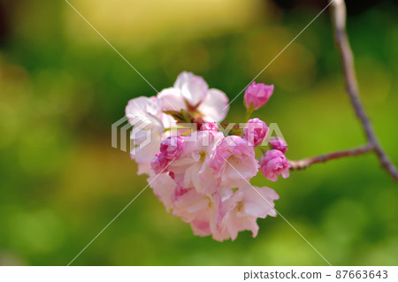 大船花八重櫻 87663643