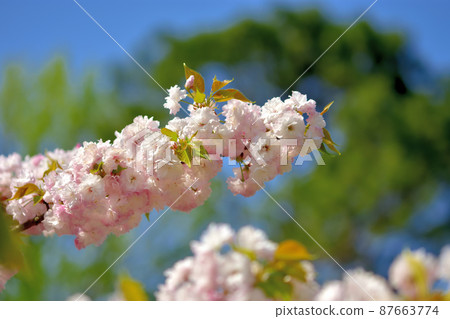 Ofuna Flower Yae Sakura 87663774