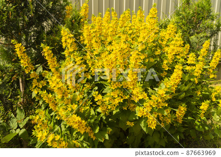 Lysimachia vulgaris flowering beautiful colour by springtime in garden 87663969