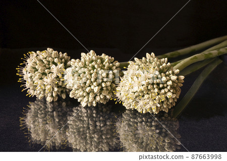 Flowering heads green pommel on black background Flowering heads green pommel on black background 87663998
