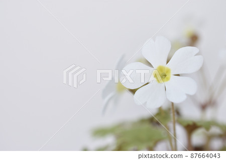 報春花 87664043