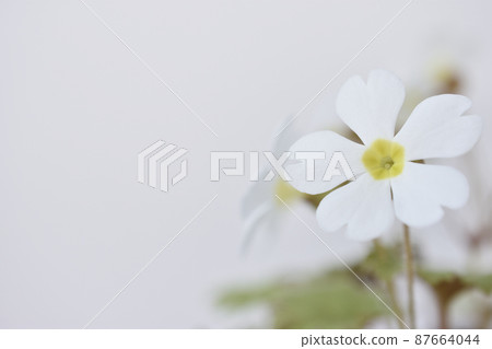報春花 87664044