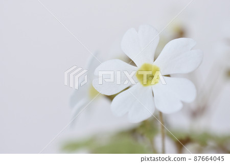 報春花 87664045