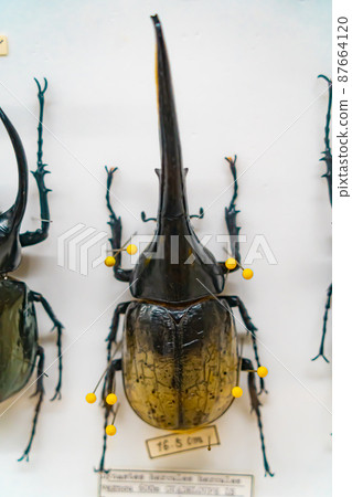 世界上最大的大力神甲蟲標本 87664120