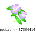 有質感的水彩風格長春花 87664416