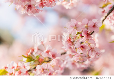 Kawazu cherry tree Kawazu cherry tree 87664454