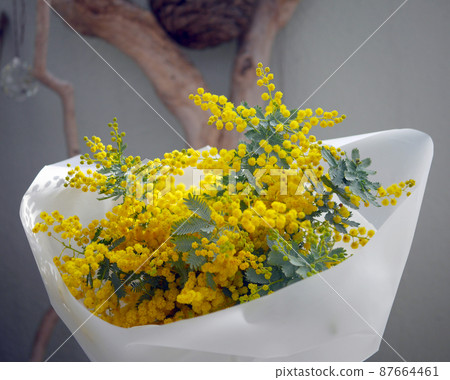 Mimosa bouquet close-up Mimosa bouquet close-up 87664461