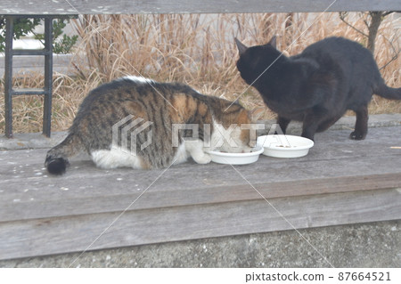 Stray cat Kanai promenade Stray cat Kanai promenade 87664521