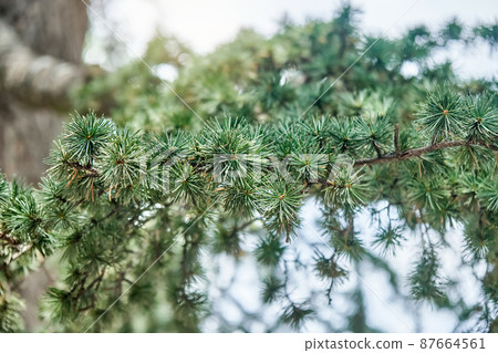 Branches of lebanon cedar with short needles in forest 87664561