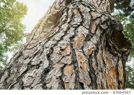 Old Italian stone pine in wood under sky with light clouds Old Italian stone pine in wood under sky with light clouds 87664567