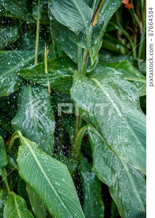 Large canna leaves growing on high plant stems in garden Large canna leaves growing on high plant stems in garden 87664584