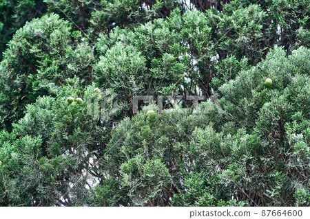 Crown of large cypress tree in forest on sunny day closeup 87664600