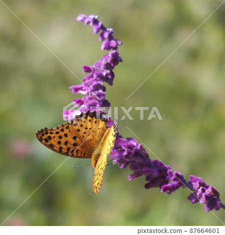Indian Fritillary Perched on Sage Indian Fritillary Perched on Sage 87664601