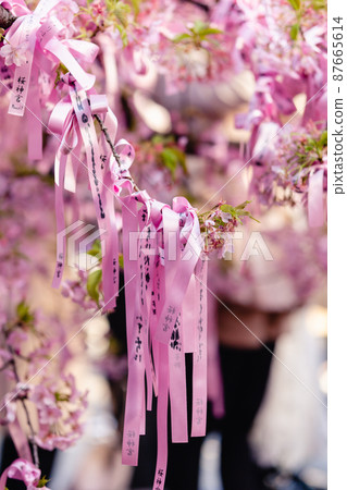 櫻花神宮河津櫻花結緣樹花帶 櫻花神宮河津櫻花結緣樹花帶 87665614