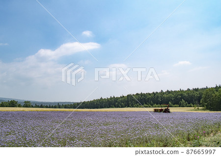 我在北海道國內旅行時看到的美麗的薰衣草田 87665997