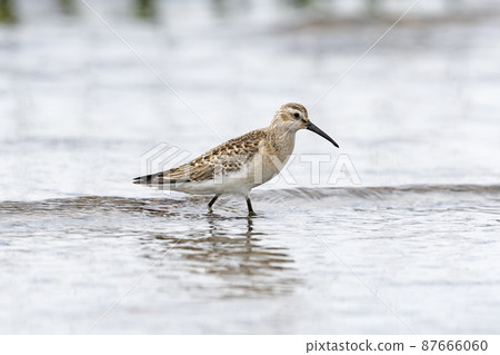 Sal Hamishagi Young Bird Sal Hamishagi Young Bird 87666060
