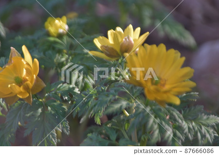 Fukujusou Ofuna Flower Center Fukujusou Ofuna Flower Center 87666086