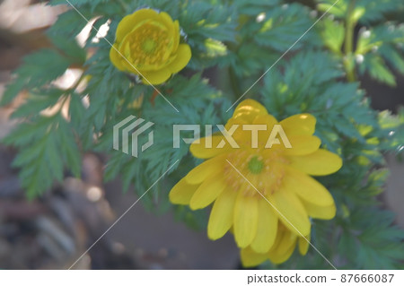 Fukujusou Ofuna Flower Center Fukujusou Ofuna Flower Center 87666087