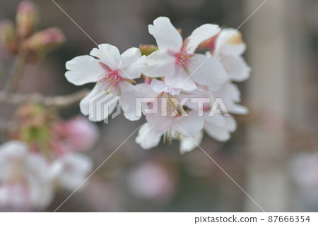 砂之石川沿岸的玉櫻公園 砂之石川沿岸的玉櫻公園 87666354