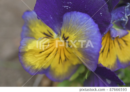 Viola Pansy Sunaoshi Riverside Park 87666593