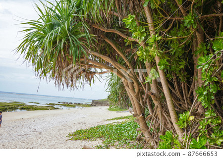Clean sea and sandy beach with high transparency in Okinawa Prefecture 87666653