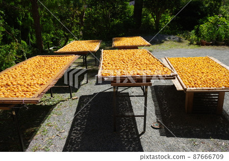 Plum sun dried first day 1 Plum sun dried first day 1 87666709