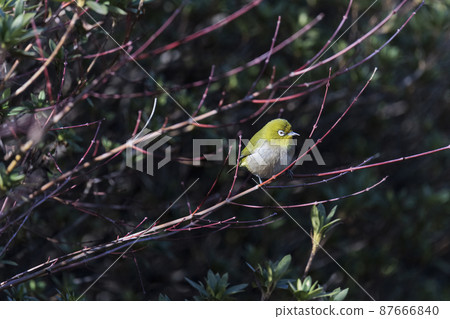 White-eye that stops at the tip of a branch January Tokyo 87666840