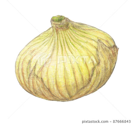 New onions, spring vegetables, hand-painted 87666843