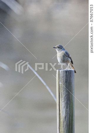 Daurian Redstart female perching on a wooden stake January Tokyo 87667053