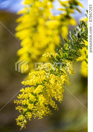 含羞草花 含羞草花 87667265