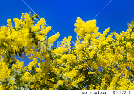 含羞草花 含羞草花 87667266