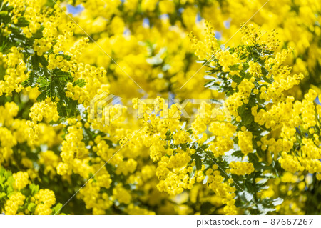 含羞草花 含羞草花 87667267