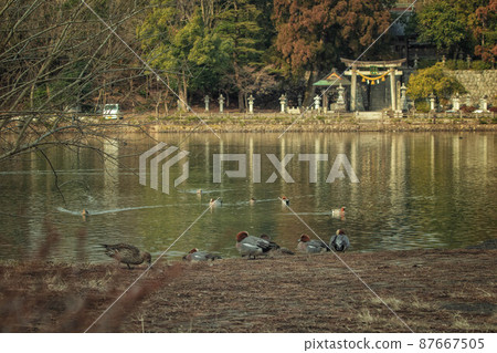 在滋賀縣米原市可以看到三島池和三島神社的風景 87667505
