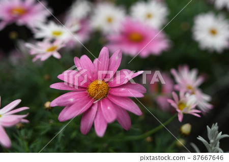 粉紅色和白色瑪格麗特 87667646