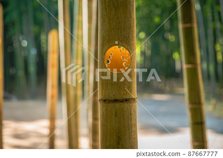 竹林 竹林 87667777