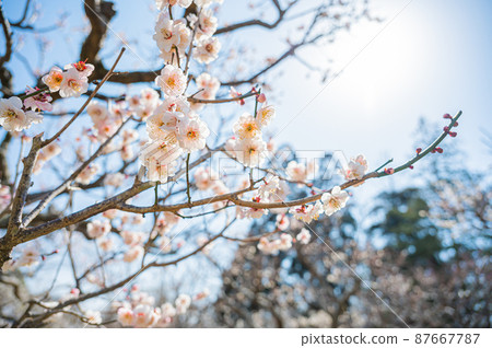 Plum blossom  87667787