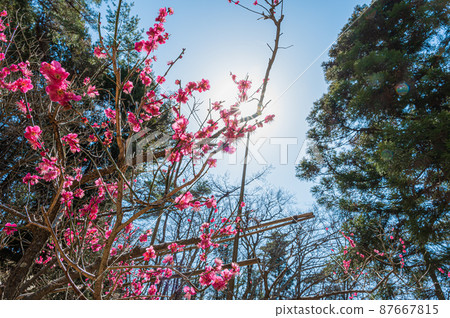 春天的花朵 87667815