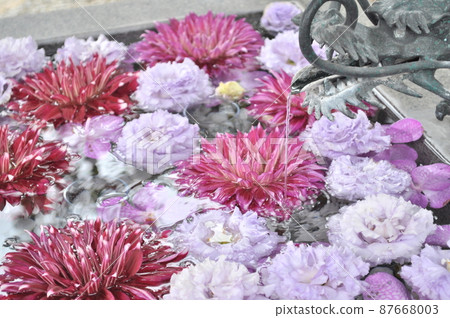 White Snake and Hanatemizu at Kamishinmei Shrine in Shinagawa Ward, Tokyo 87668003