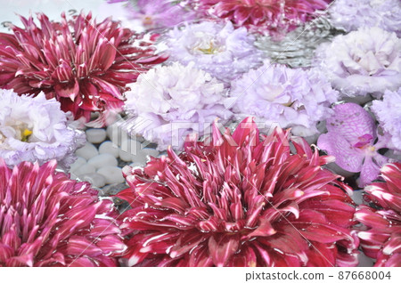 White Snake and Hanatemizu at Kamishinmei Shrine in Shinagawa Ward, Tokyo 87668004