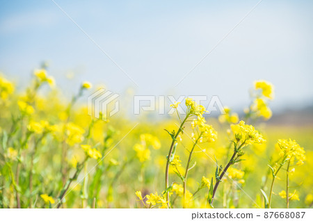 春天油菜花 春天油菜花 87668087